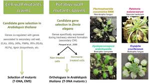 The cell wall makes plants rigid and less flexible. Interconnections Interactions