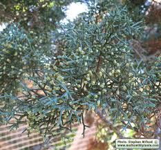 Image result for Cupressus arizonica