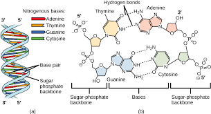 Which pair of nitrogen bases will form a bond in a dna molecule? 9 1 The Structure Of Dna Concepts Of Biology 1st Canadian Edition