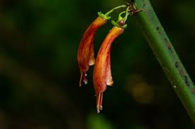 Image result for Halleria lucida