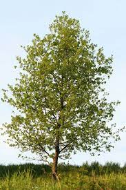 Hybrid Poplar Tree Fast Growing Shade Tree Aka Seedless Etsy Hybrid Poplar Tree Shade Trees Fast Growing Shade Trees