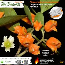 Image result for Pterocelastrus