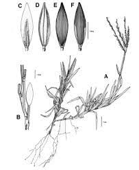 Image result for Digitaria nuda