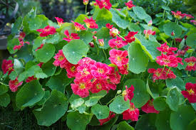 Check spelling or type a new query. 5 Flowers That Are Dead Simple To Grow From Seed The Impatient Gardener