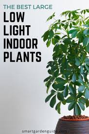 18 Large Low Light Indoor Plants To Bring Your Home To Life Houseplants Low Light Plants Plant Care Houseplant
