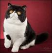 Exotic Shorthair Cat Breed Profile | Petfinder