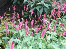 Image result for Persicaria