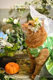 happy halloween handmade cat costume お茶の時間にしましょうか キャロ ローラのちいさなまいにち caroline laura s tea break 猫のコスチューム 動物おもしろ画像 猫