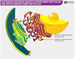 Maybe you would like to learn more about one of these? Smooth Endoplasmic Reticulum Vs Rough Endoplasmic Reticulum