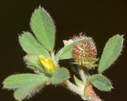 Image result for Medicago laciniata