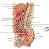 A regional study of human structure. 1