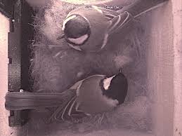 Warum sterben meisen im nistkasten? Brutsaison 2021 Digitale Naturbeobachtung Mit Dem Raspberry Pi