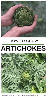 How To Grow Artichokes Growing In The Garden Growing Artichokes Organic Vegetable Garden Growing In The Garden