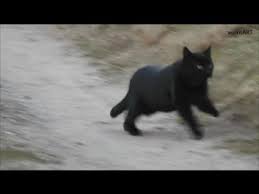 Although there are only two different species of big cat that are considered to be panthers, leopards and jaguarsare actually very closely related despite living in separate parts of the world. Black Panther Runs Schwarzer Panther Rennt Schnelle Schwarze Katze Fast Black Cat Youtube