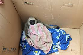 Officials Open Cardboard Box And Find Saddest Surprise Gibbon Animal Rescue Animal Shelter