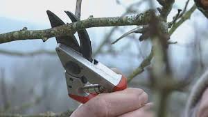 Dead, broken, and diseased branches can be removed at any time of year. Pruning Horticulture Britannica