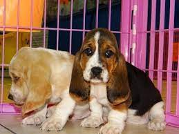 Craigslist Nashville Tennessee Pets For Sale - 122021
