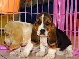 Feel free to browse hundreds of active classified puppy for sale listings, from dog breeders in pa and the surrounding areas. Basset Hound Puppies For Sale In Athens Ga 07 2021