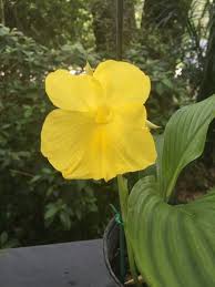 Image result for Siphonochilus