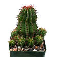 Image result for Euphorbia espinosa