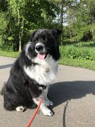 Black And White Border Collie Mix Samoyed Border Collie Mix Berkley Samoyed Black And White Dog Border Collie Mix