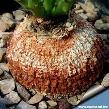 Image result for Euphorbia dedzana