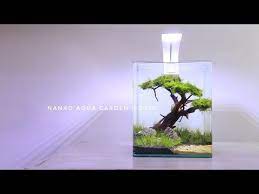 Amazing Mini Bonsai In Nano Aquascape Aquascape Mini Tema Bonsai Youtube In 2021 Mini Bonsai Fish Tank Plants Aquascape
