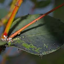 Image result for sooty mould