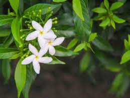 May 30, 2020 · also called confederate jasmine, star jasmine (trachelospermum jasminoides) is a vine that produces highly fragrant, white blossoms that attract bees. Tips Information About Jasmine Gardening Know How