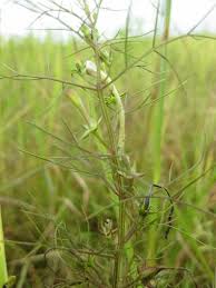 Image result for Rhamphicarpa