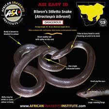 A snake bite can be a scary wound and many people have a heightened fear of what happens after you get bitten. Beware Of The Stiletto Snake African Snakebite Institute