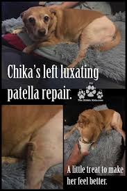 Chika Had Surgery For A Left Knee Luxating Patella Also Known As A Dislocated Knee Cap A Luxating Patella Is When You Dog Psychology Dog Exercise Dog Stories