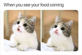 25 Animals Humor Memes Cute Funny Animals Animal Memes Funny Animals