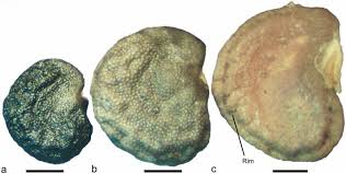 Image result for Datura ferox