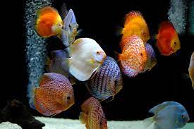 Diese tiere benötigen eine besondere pflege und behandlung. Diskusfische Im Aquarium Ratgeber Zur Haltung Haustier Blog