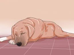 Kopek Ishali Nasil Tedavi Edilir 14 Adim Resimlerle Wikihow