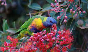 Check spelling or type a new query. 9 Australian Native Plants And Trees To Attract Wildlife And Bees To Your Apartment Balcony Or Garden Wwf Australia Wwf Australia