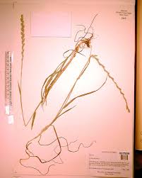 Image result for Enteropogon monostachyos