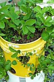 Erdbeerturm Selber Bauen So Kann Man Kunststoff Eimer Kreativ Upcyclen Vertikaler Gemusegarten Hinterhof Gemusegarten Eingezaunter Gemusegarten