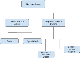 Dorsal and ventral nervous systems d. Ap Board Class 10 Biology Chapter 5 Coordination Nervous And Endocrine System