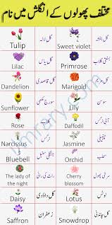 We did not find results for: Flowers Names In English With Urdu Meaning For English Speaking
