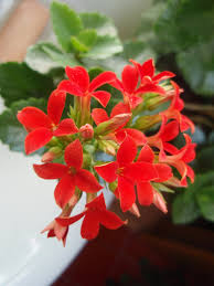 Nuestra Blogger Nos Muestra Su Kalanchoe El Color Rojo Florecer Mostrado