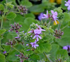 The current evidence is mixed at best. Pelargonium Vitifolium Wikipedia
