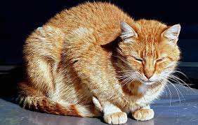 Feed only cooked and chopped carrots to your when we're taking care of our feline friends, it is important to keep them safe, but many people are curious about whether or not cats can eat carrots? Inflammatory Bowel Disease In Cats Little Big Cat