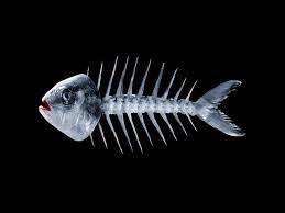 Da questa classica formazione di mattoni (detta a cassero regolare) a una analoga ma in senso verticale, a quella a spina di pesce, a correre. Cosa Fare Quando La Spina Di Pesce Resta In Gola Al Bambino