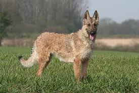 We did not find results for: Meet The Newest Akc Recognized Breed Belgian Laekenois
