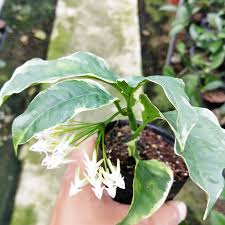 Image result for hoya multiflora