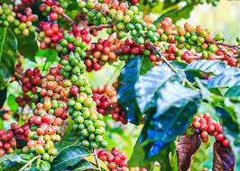 Coffee Bean Berry Flower Health Benefits Best Flower Wallpaper