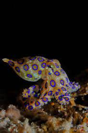 58blue Ringed Octopus Octopus Venomous Animals Ocean Creatures