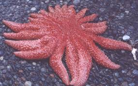 Image result for Pycnobotrya